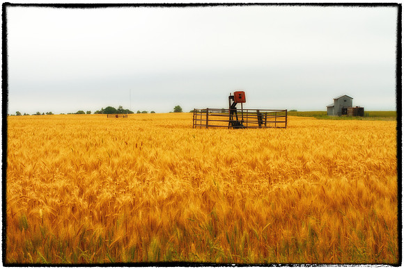 Wheat & Oil