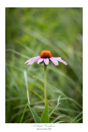 A purple coneflower