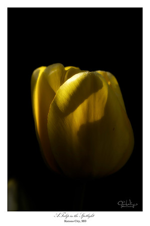 A Tulip in the Spotlight