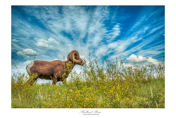 Badland Ram