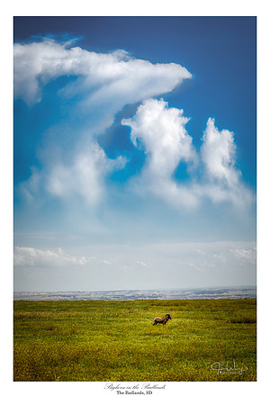 Bighorn in the Badlands