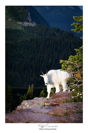 Cliff Encounter