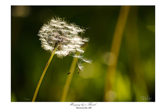 Hanging by a Thread