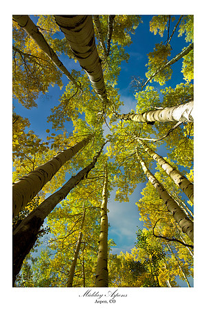 Midday Aspens