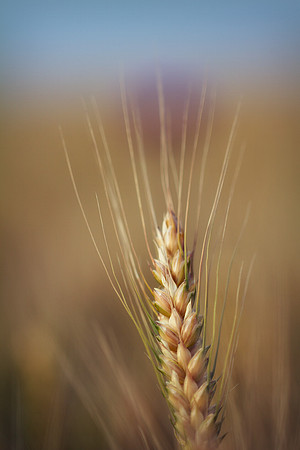 Spring Wheat