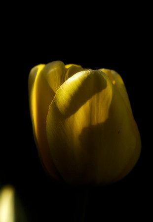 Yellow soft