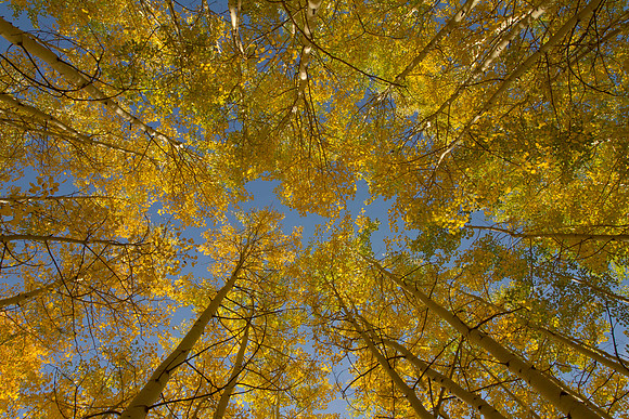 Colorado canopy